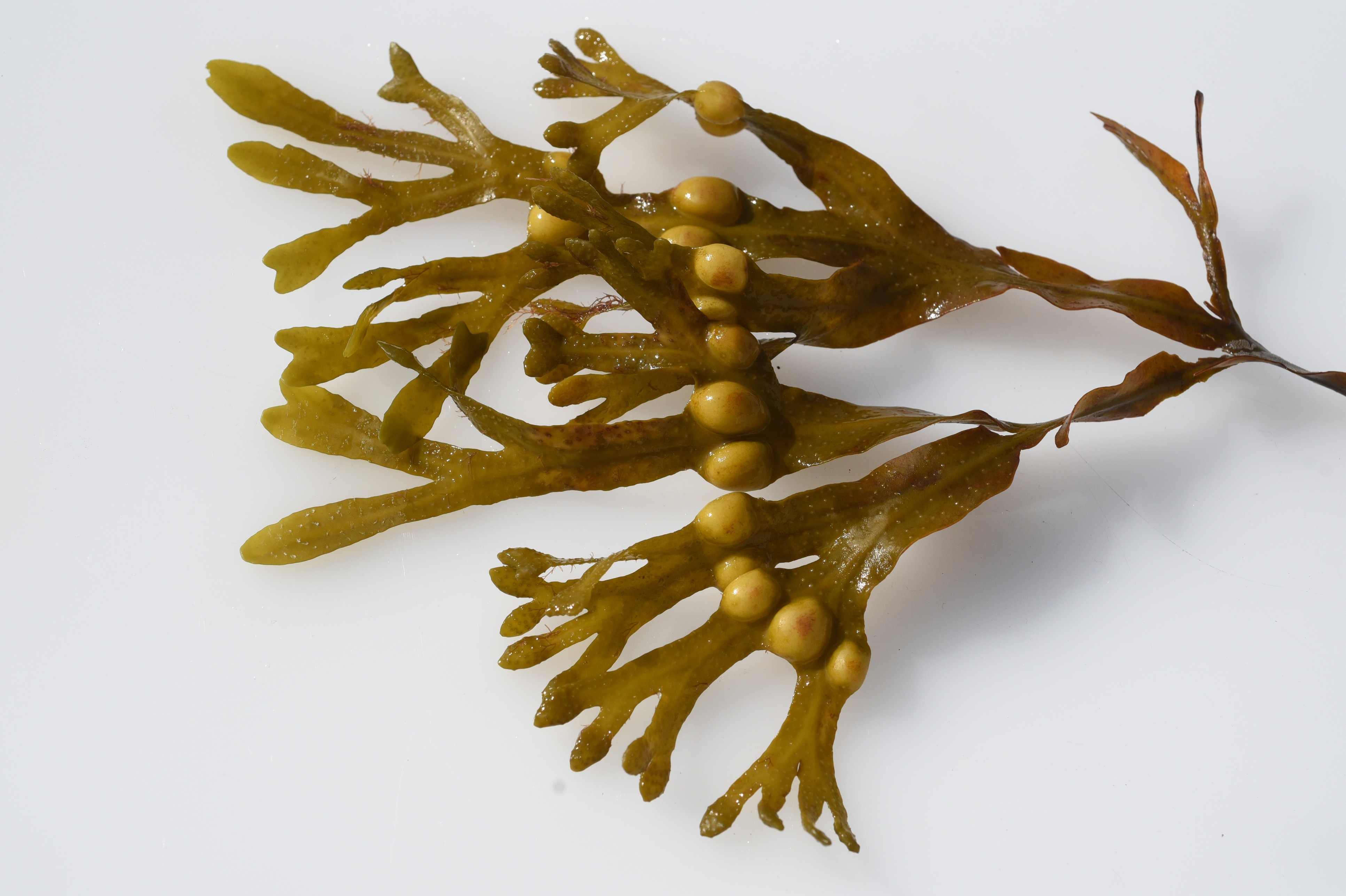 Bladderwrack frond with clear vescicles