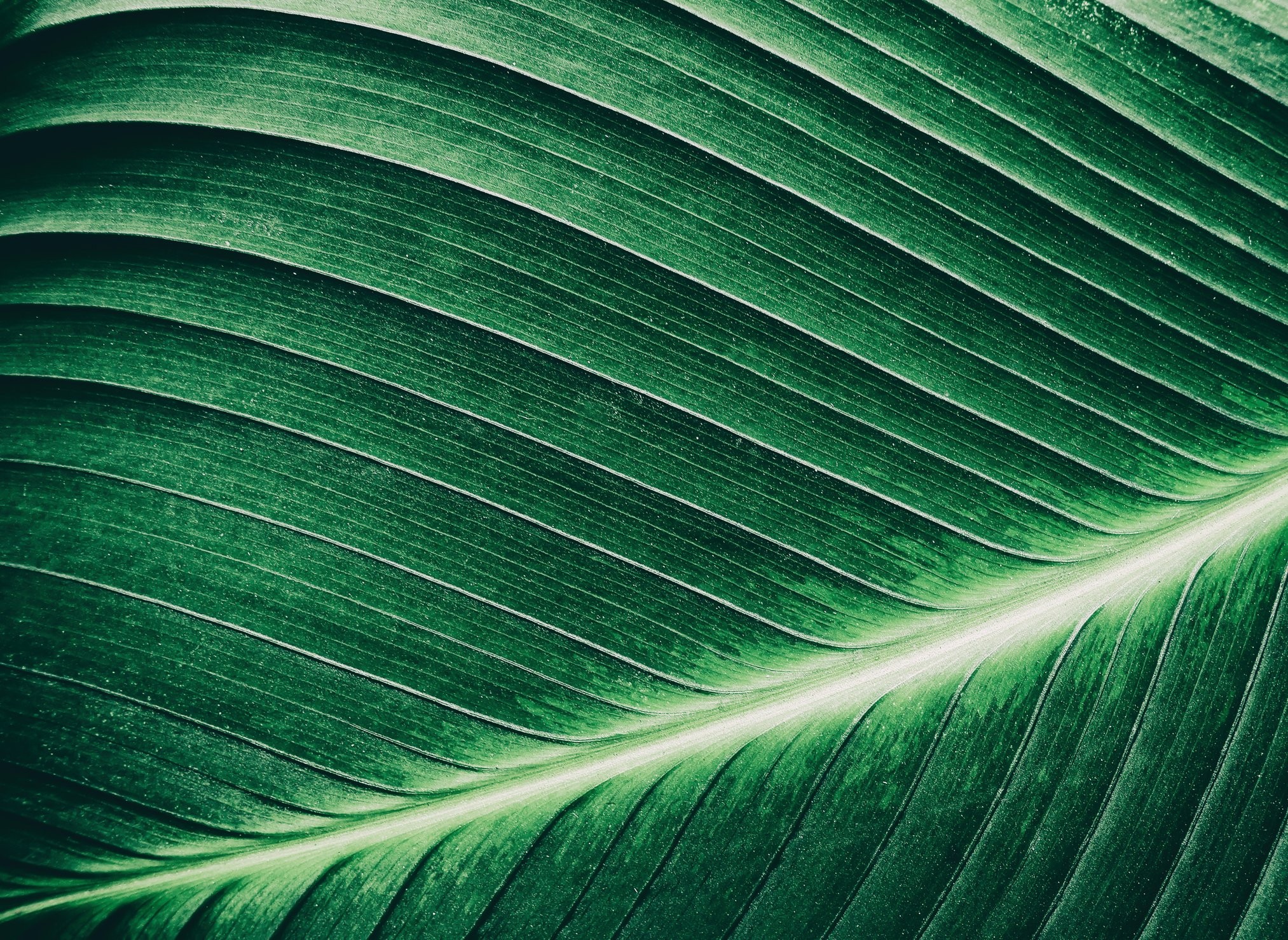 Dekor leaf