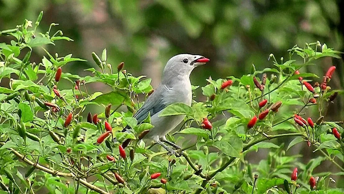 Sayaca tanager feeding on malagueta peppers body