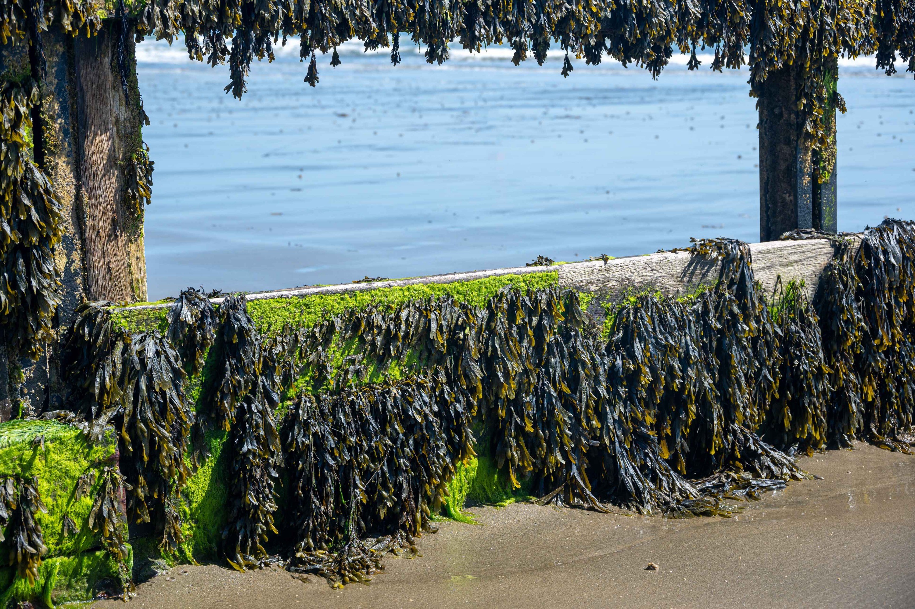 Bladderwrack drying out for human consumption (2) (1)