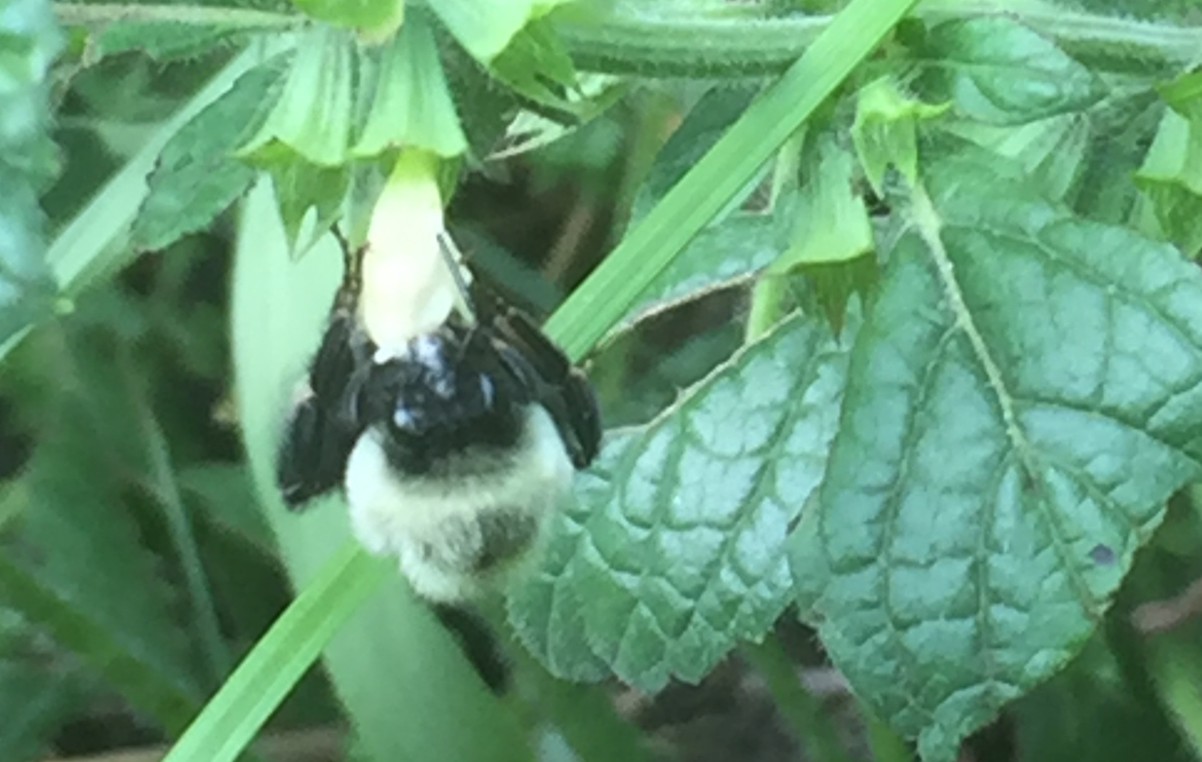 Bumblebee on Melissa flower (5) (1)