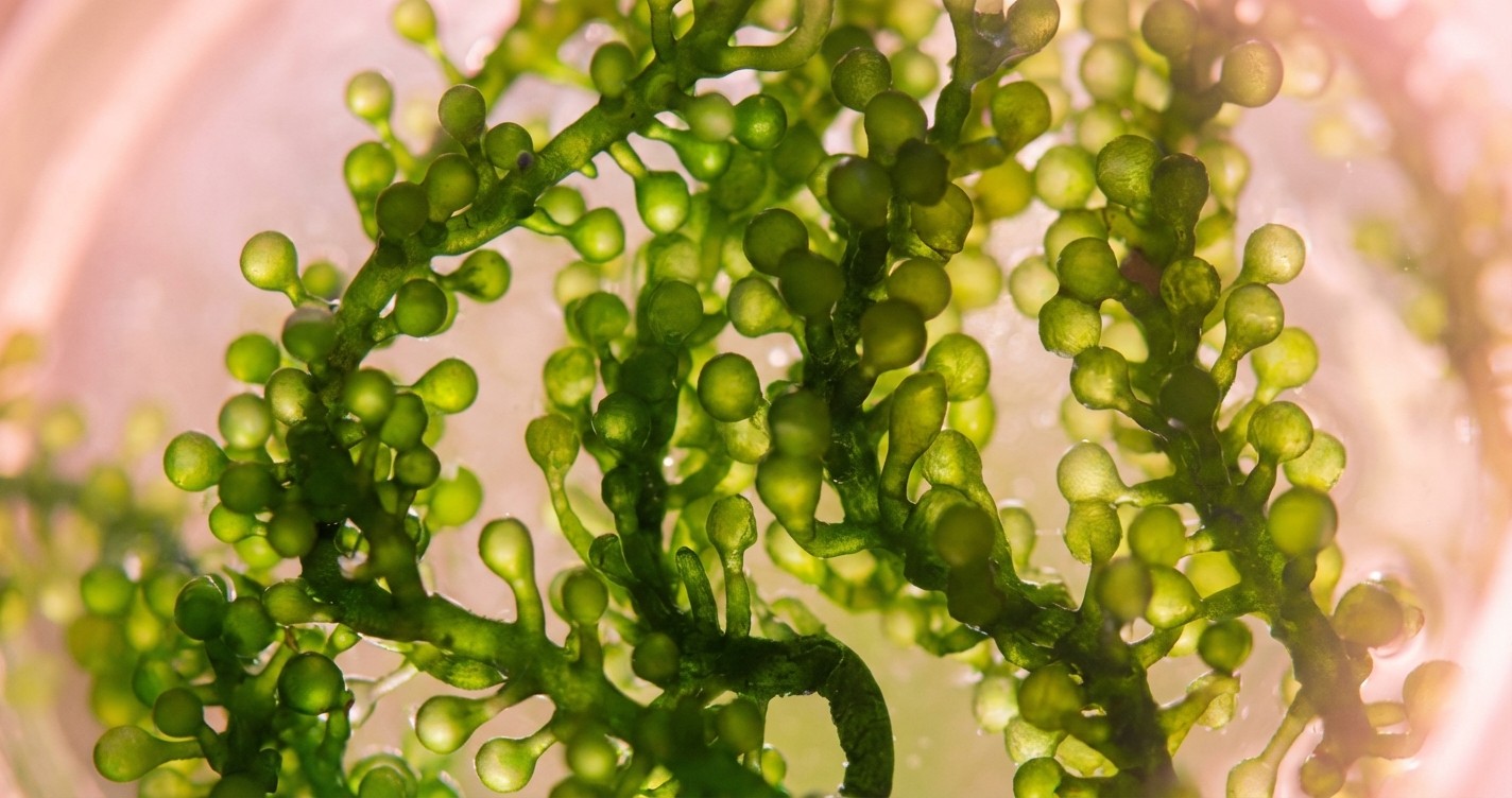 833aa338 868a 43d0 8dee 3176989f2949