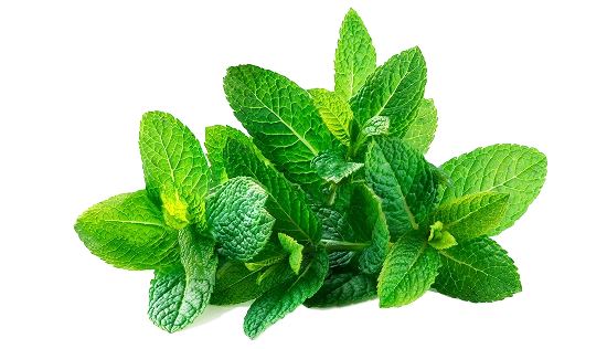 Fresh lemon balm leaves