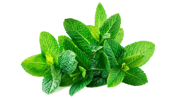 Fresh lemon balm leaves