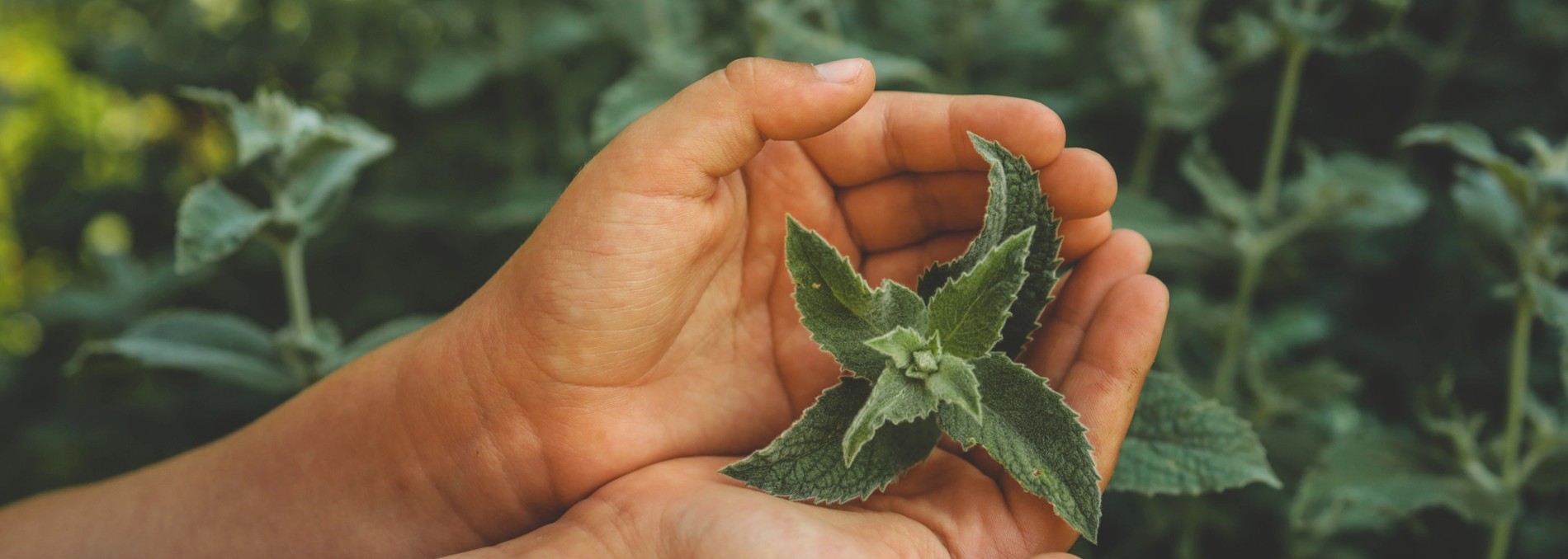 Junai banner ingredients