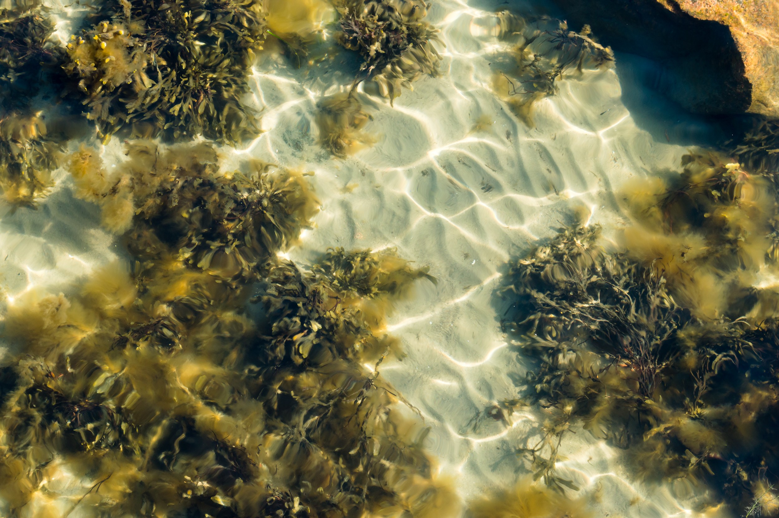 Bladderwrack on the seafloor