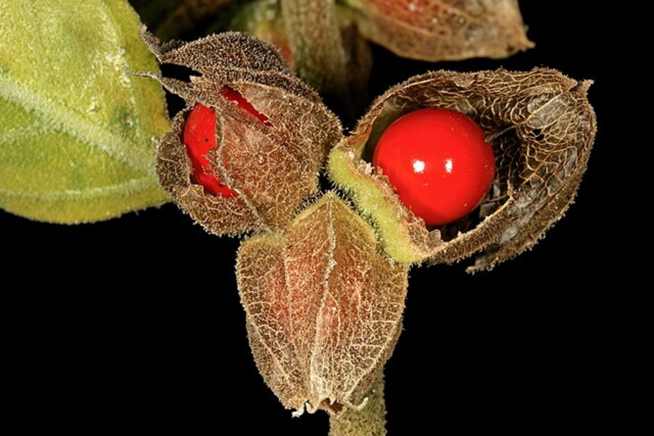 Withania somnifera 1DS II 3 7459 (2)