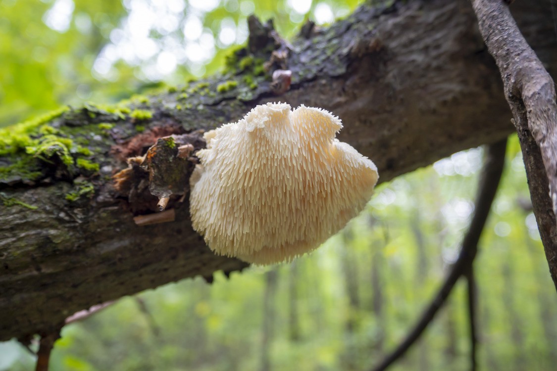 Hericium erinaceus (1)