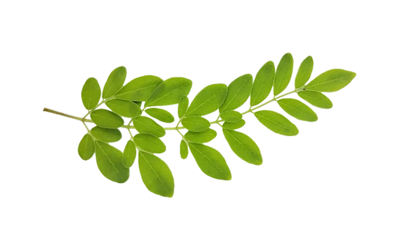 Moringa