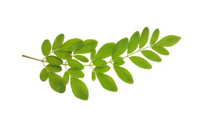 Moringa