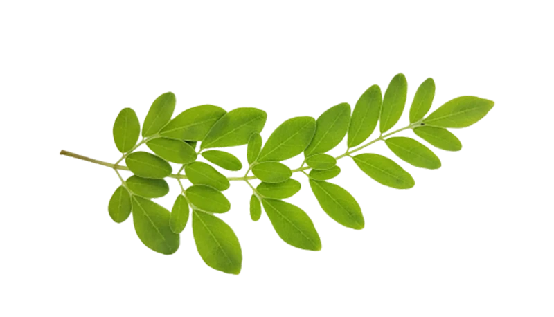 Fresh moringa leaves on a stem