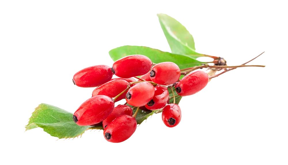Berberine