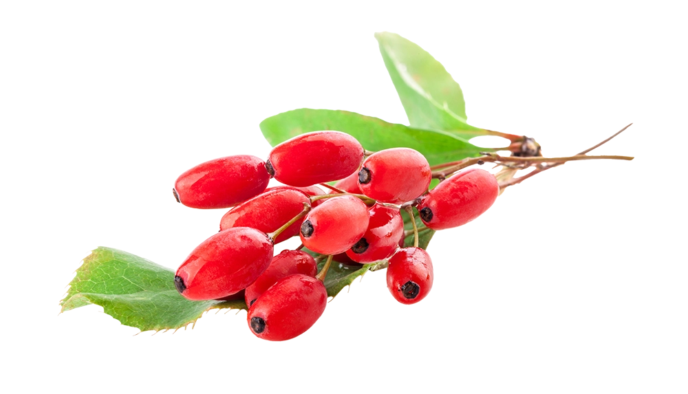 Red barberry berries with green leaves