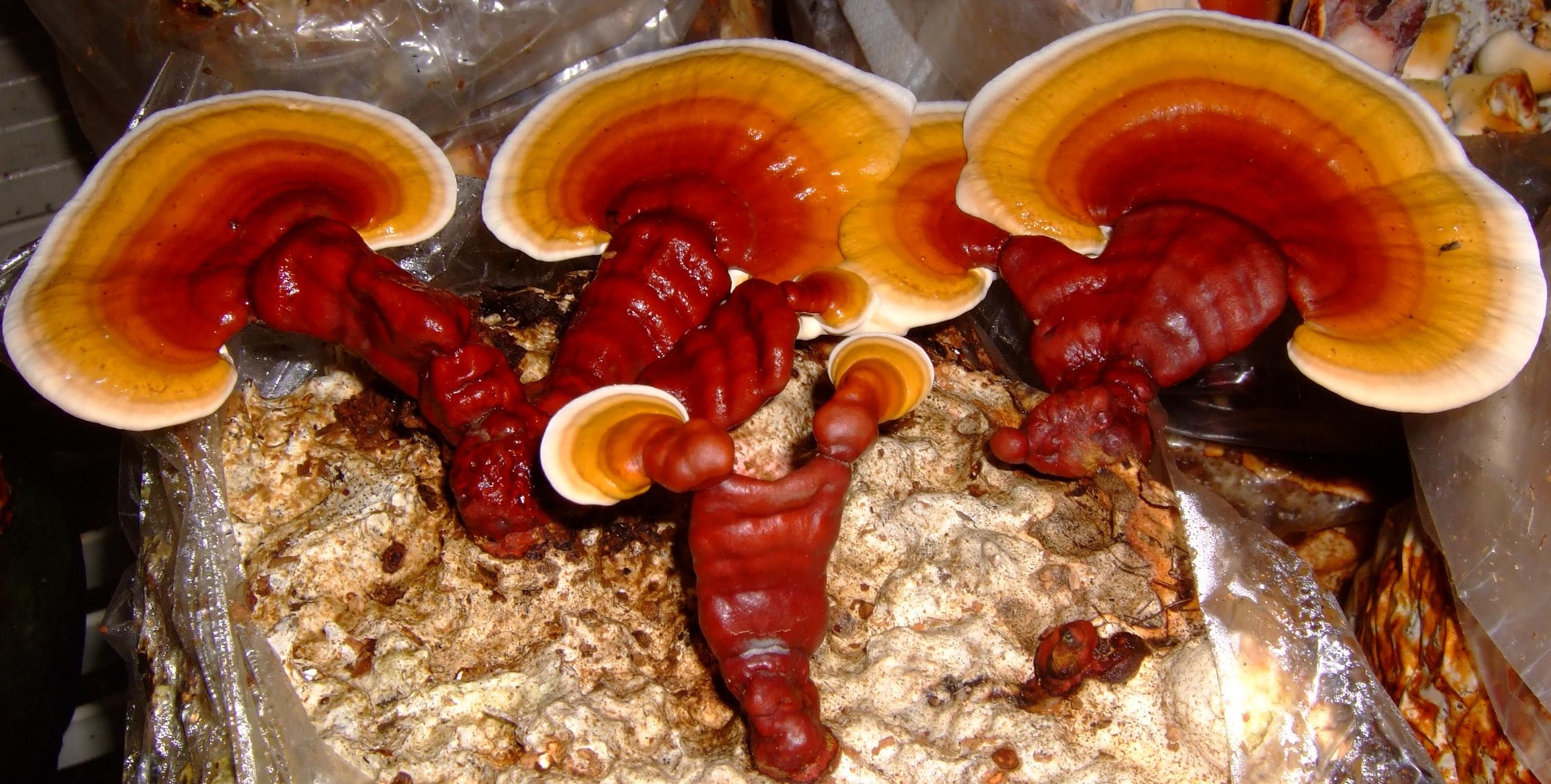 Jreishi22
