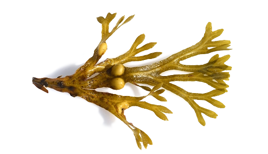 Bladderwrack brown seaweed