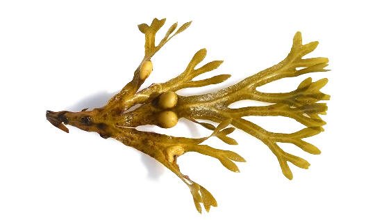 Junai rjava alga
