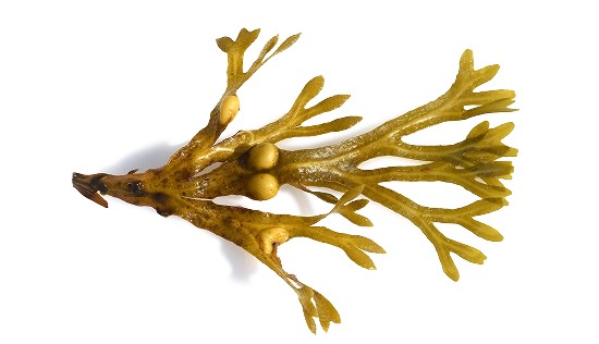 Junai rjava alga