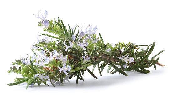 Fresh rosemary sprigs with flowers