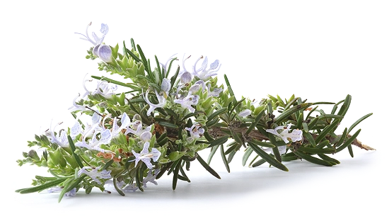 Fresh rosemary sprigs with flowers