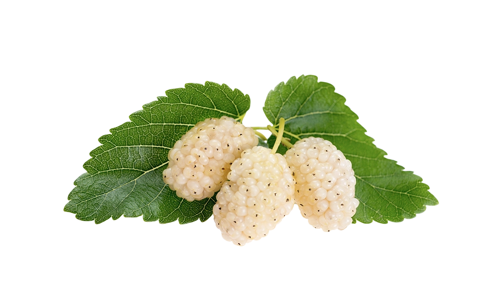 White mulberries with green leaves