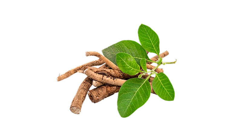Ashwagandha roots with fresh green leaves