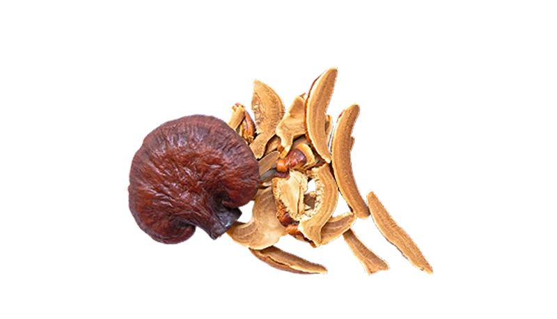 Reishi