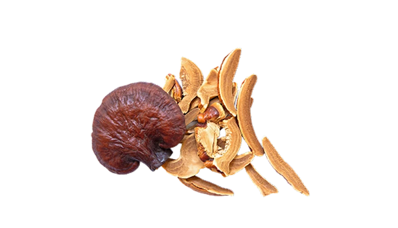 Reishi mushroom with dried slices