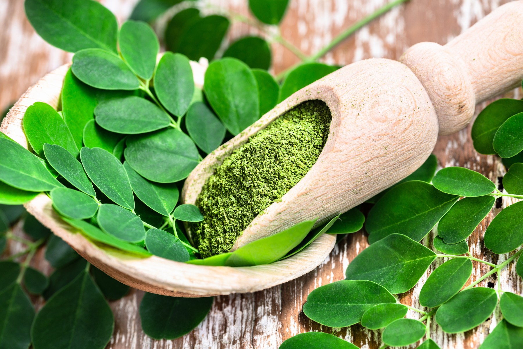Moringa oleifera (1)