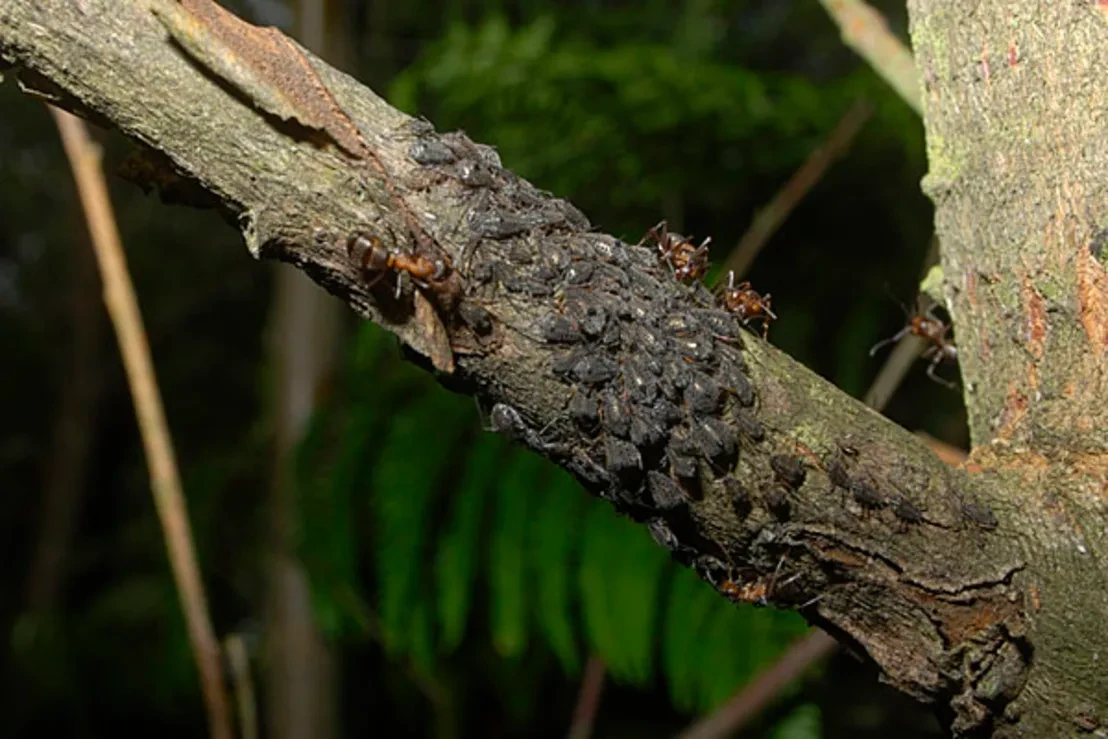 Tuberolachnus salignus colony on a willow sallow
