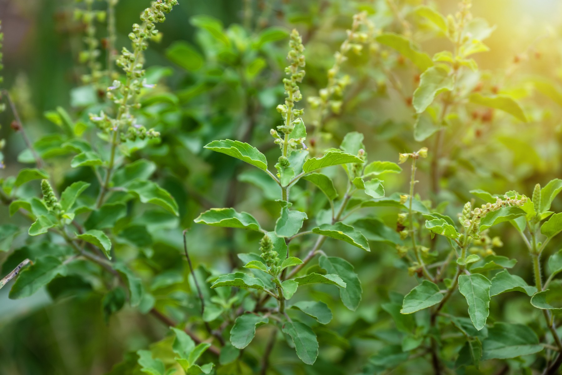 Ocimum tenuiflorum (1)