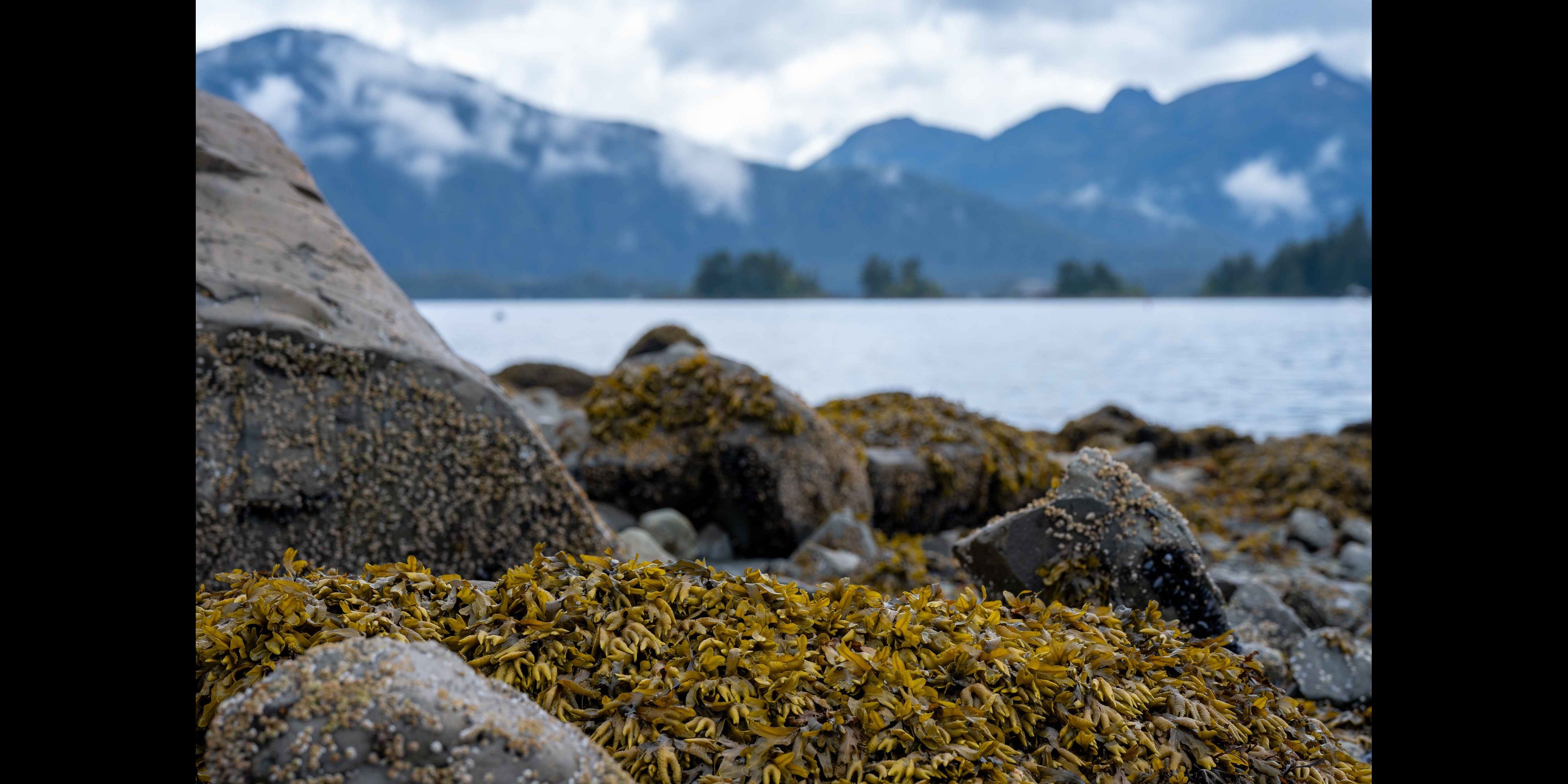 Bladderwrack seaweed on a rocky coast