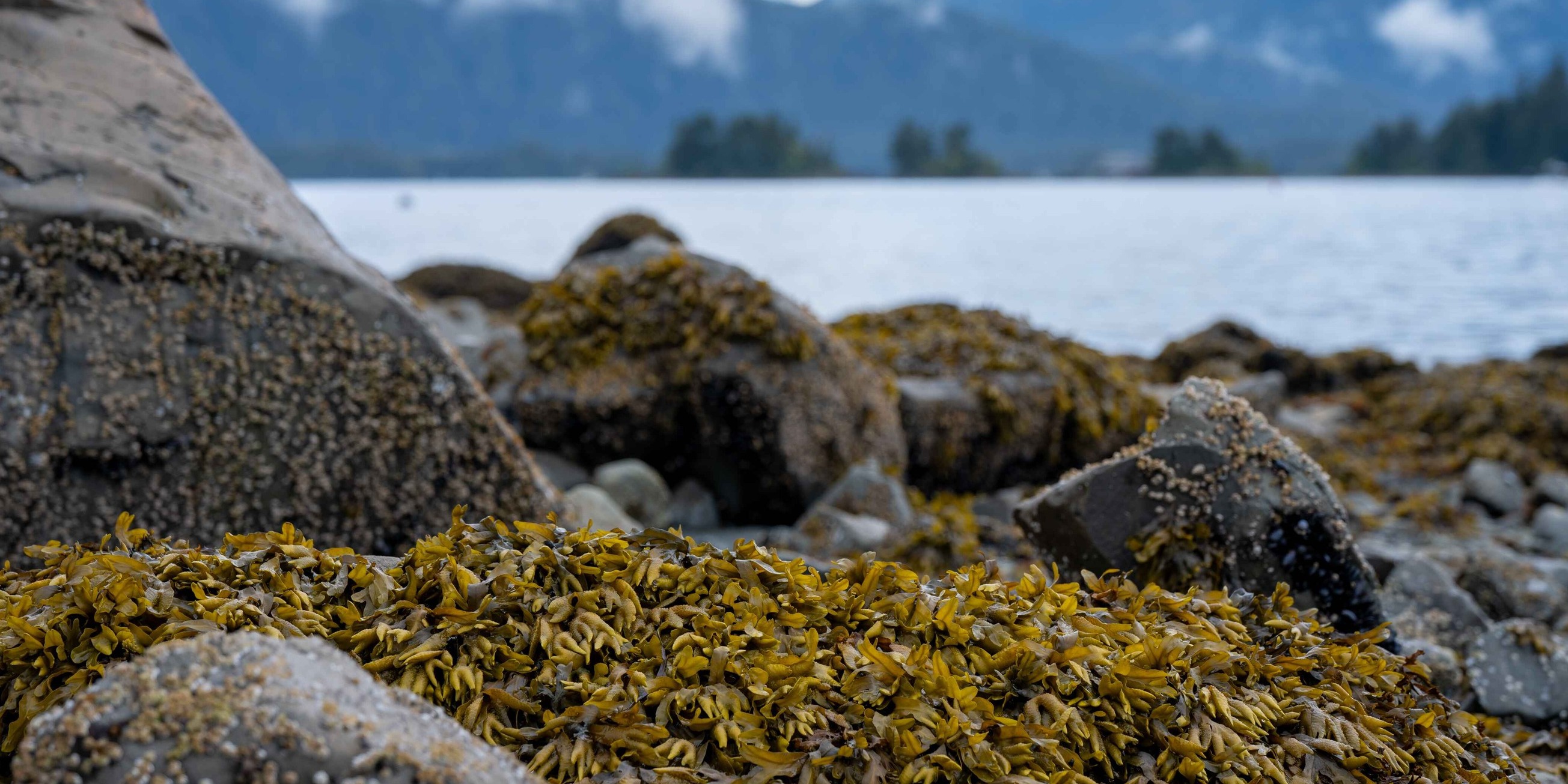 Bladderwrack on a rocky coast (1) (2)