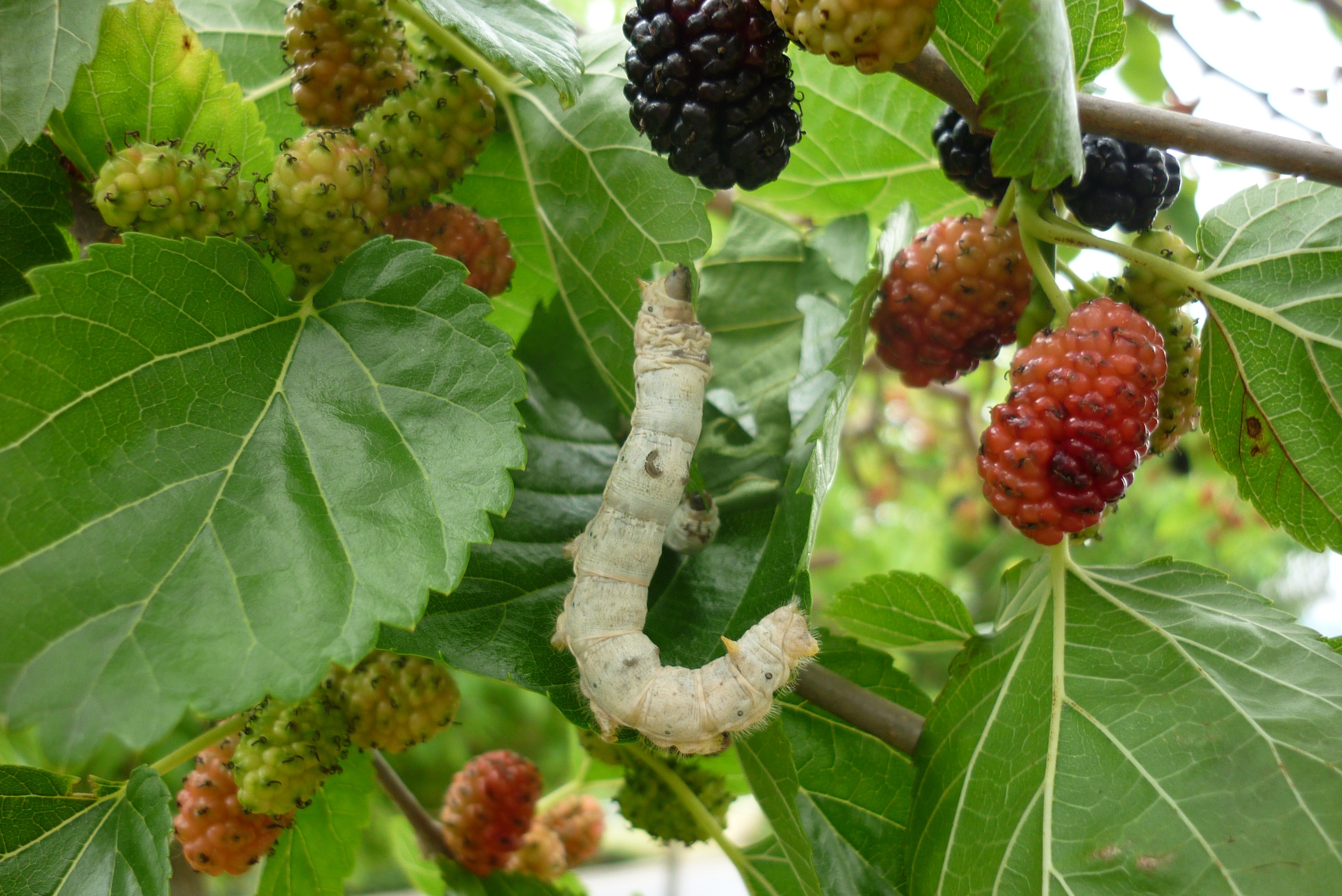 A silkworm eating a mulberry leaf on the branch, surrounded by ripening mulberries.