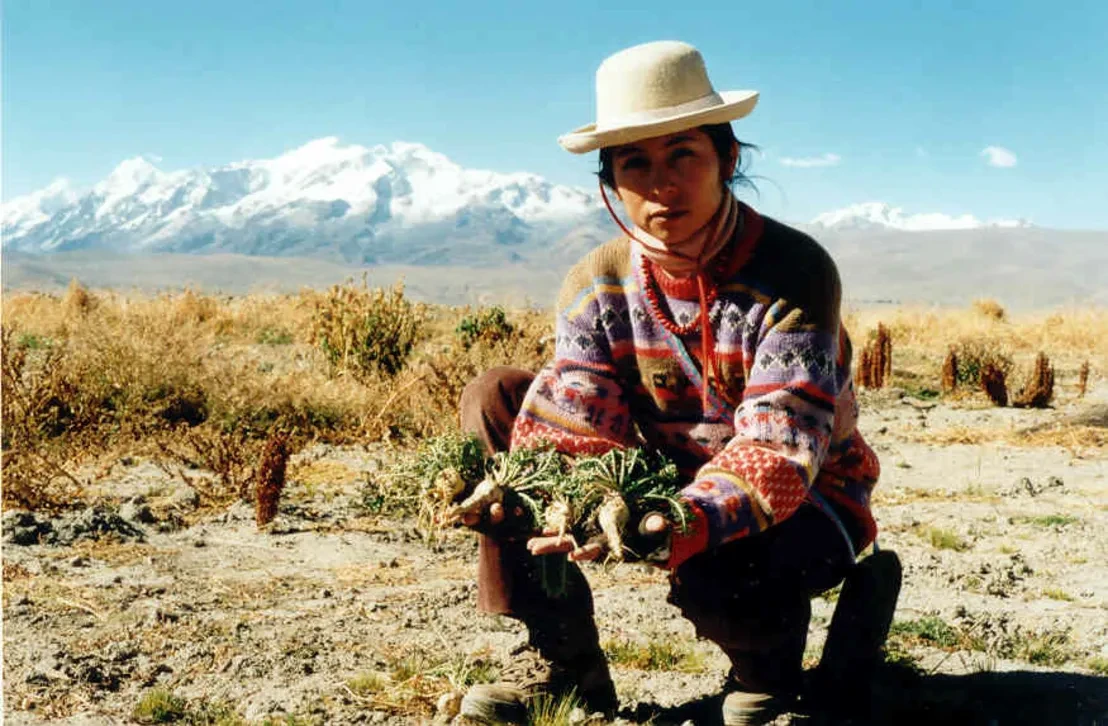 Katia humala tasso de combelles recolte experimentale de maca a achacachi bolivie 3 juin 2000 body