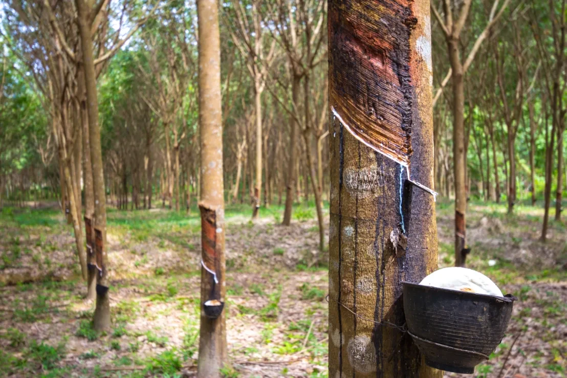 Rubber tree bowl filled with latex body