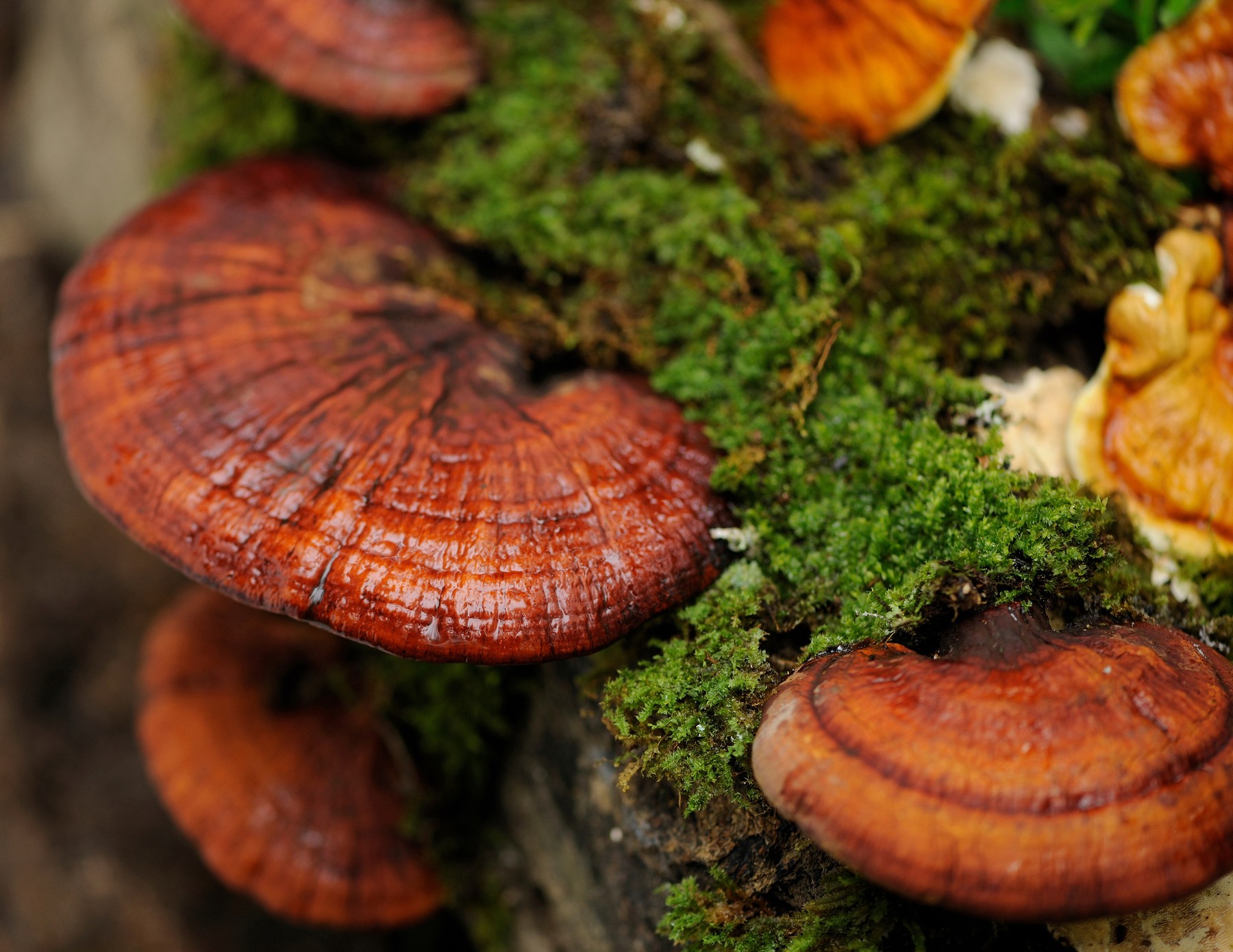 Ganoderma lucidum (1)