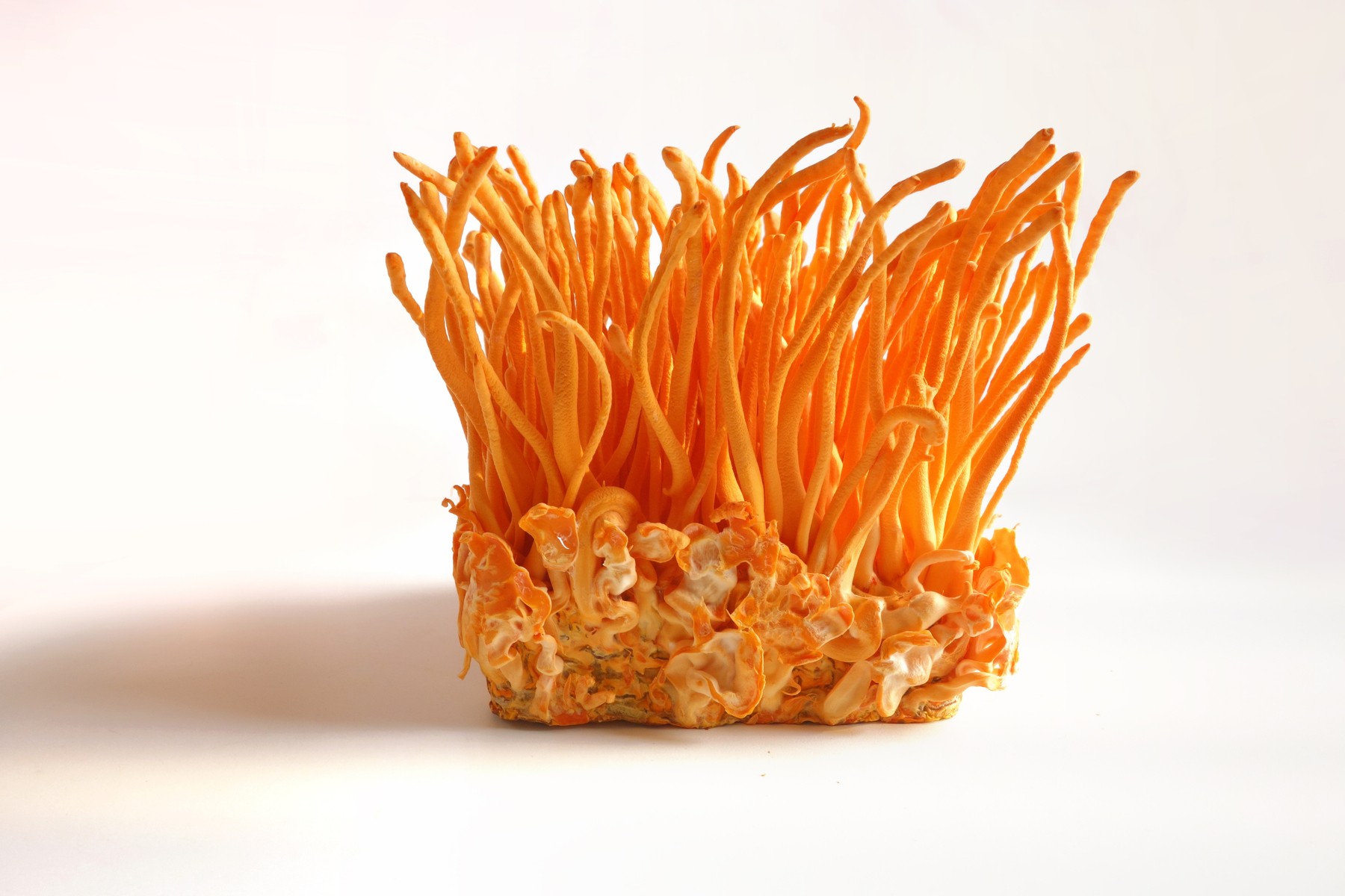 Cordyceps sinensis (1)