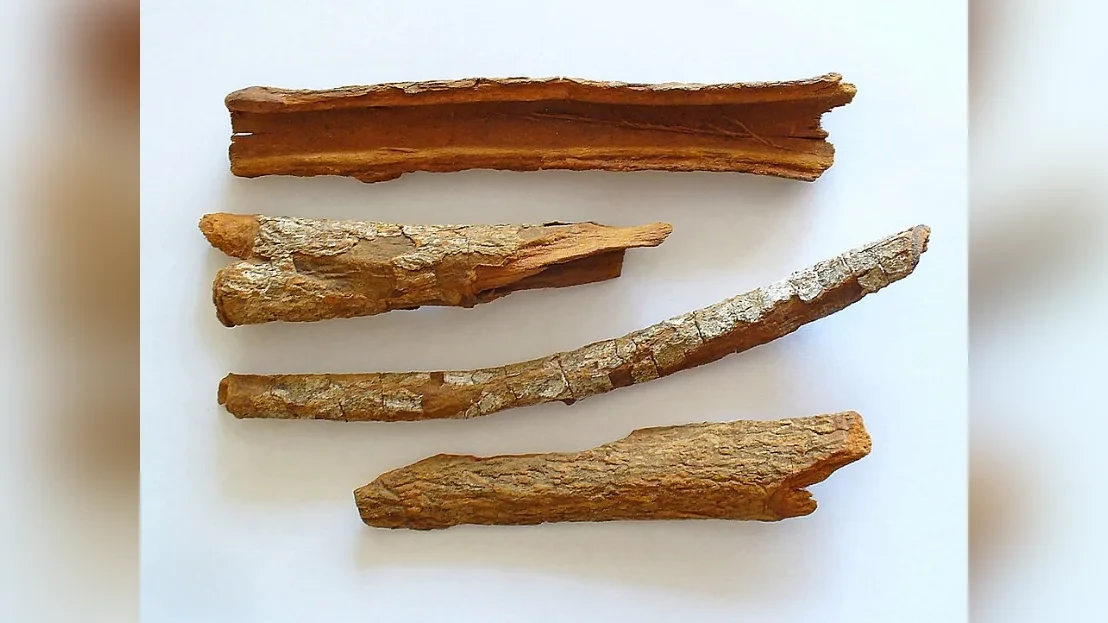 Cinchona officinalis 001 rotation 90 body (2)