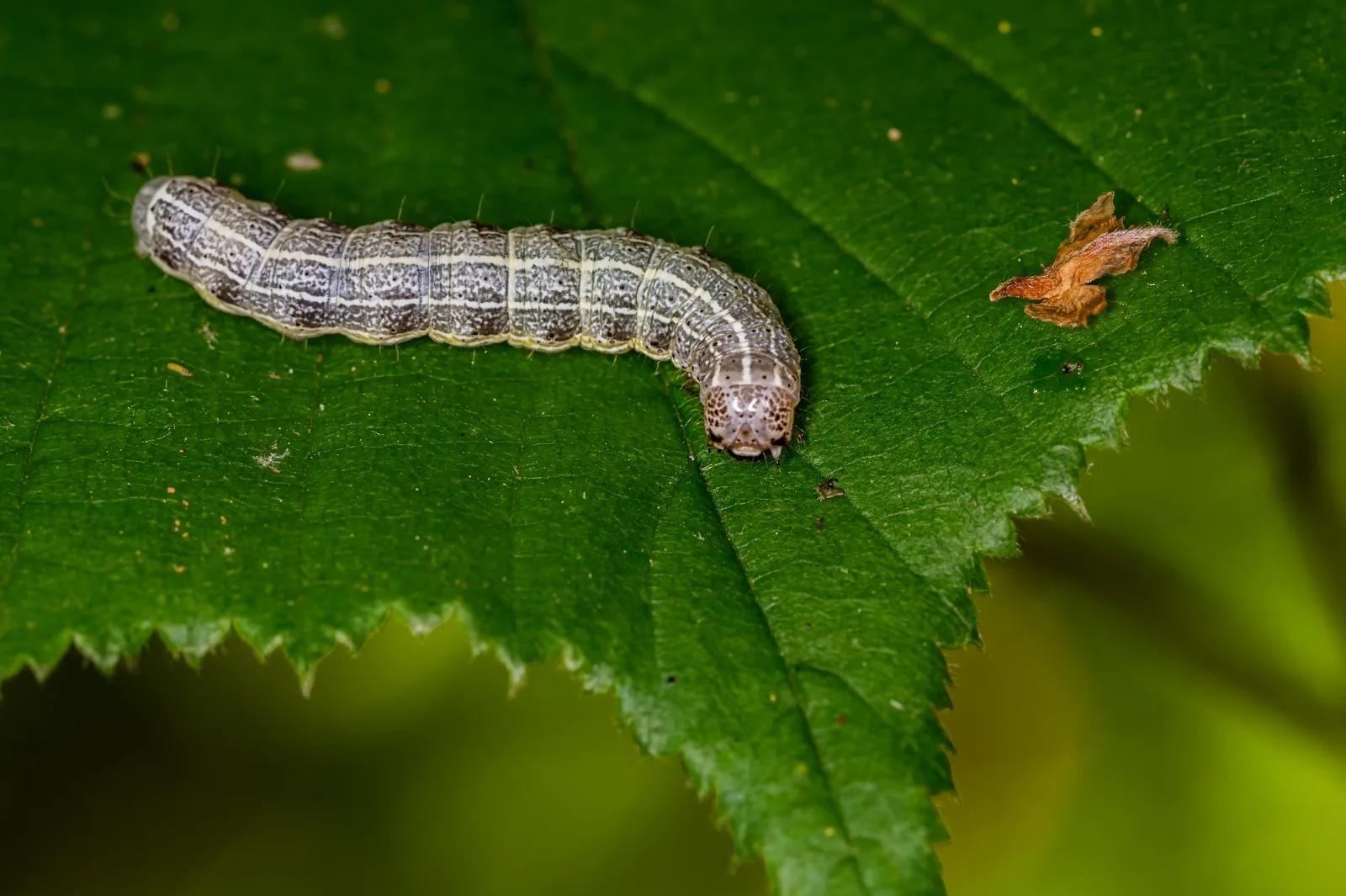 Selective focus closeup caterpillar leaf plant hero