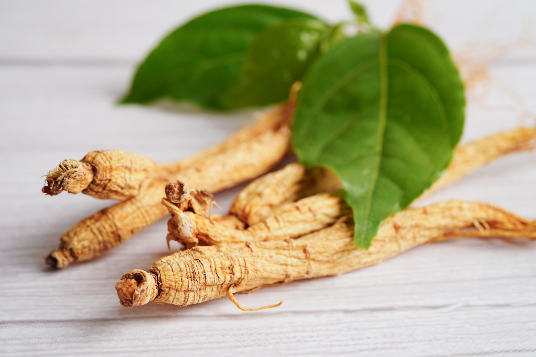 Panax ginseng (1)